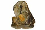 Iguanodon Shed Tooth - West Sussex, England #123529-1